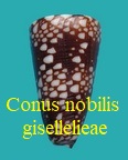 Conus nobilis gisellelieae, J. Parsons, Abbas & Lie, 2020